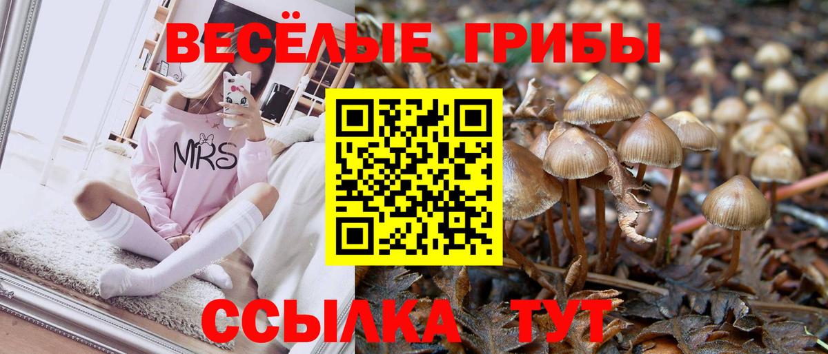 Лыткарино  Псилоцибиновые грибы Psilocybine cubensis  Вход с VPN 
